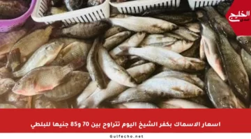 أسعار الأسماك بكفر الشيخ اليوم تتراوح بين 70 و85 جنيها للبلطي